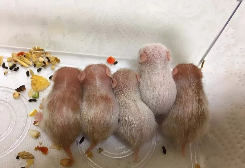 倉鼠飼料推薦 倉鼠飼料推薦