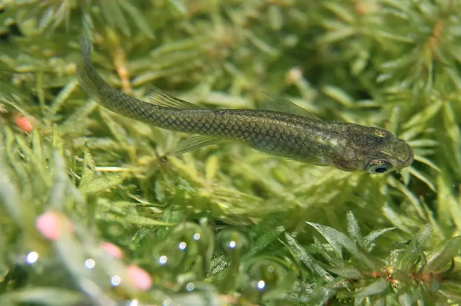 大肚魚料理 大肚魚料理