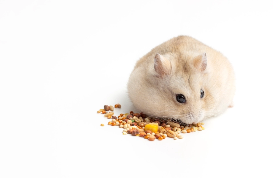 倉鼠飼料推薦 倉鼠飼料推薦