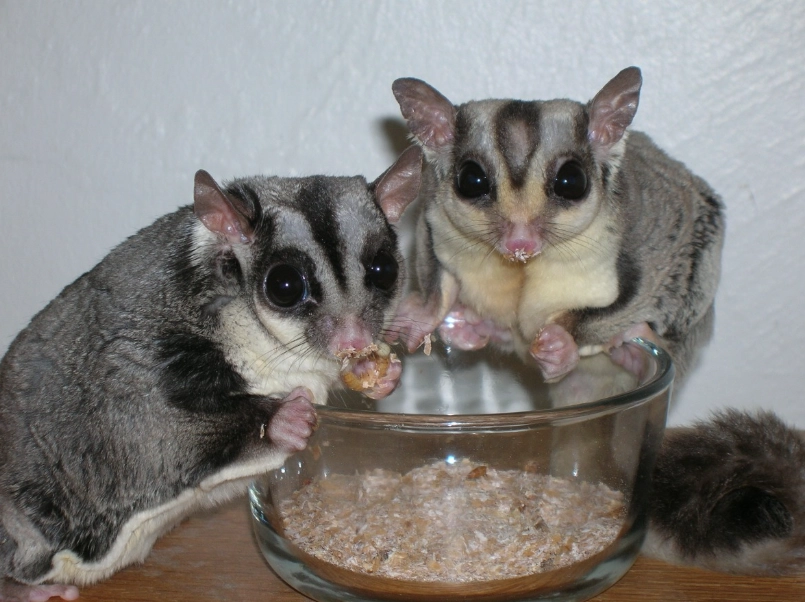 蜜袋鼯飼養