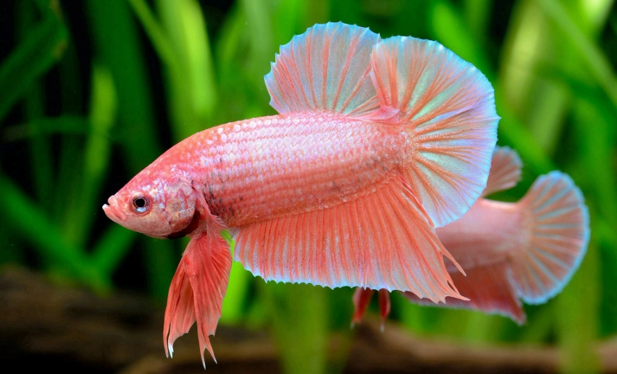 鬥魚換水 鬥魚換水