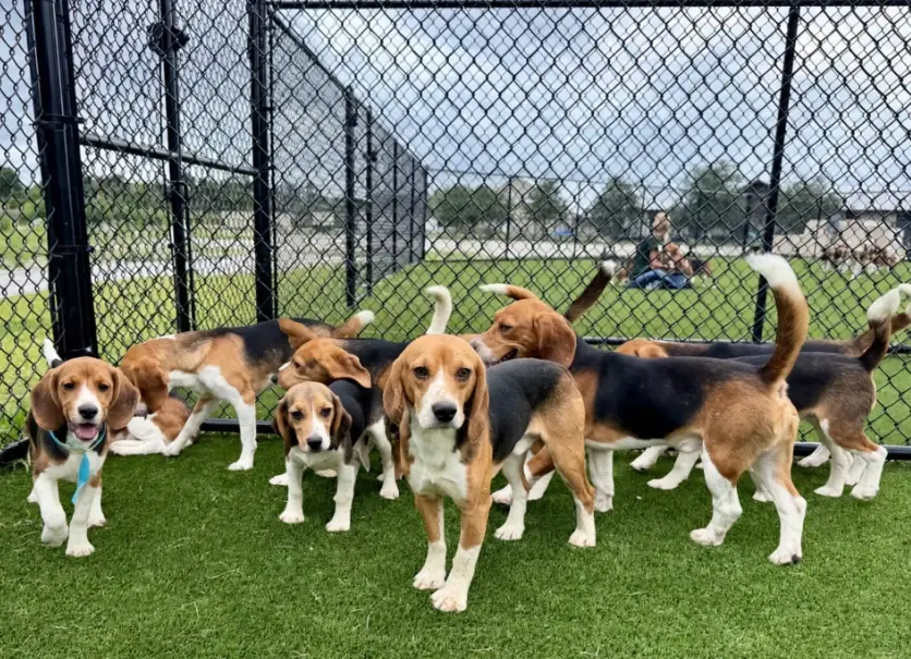 米格魯飼養 米格魯飼養