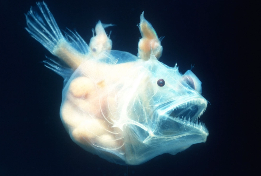 琵琶鼠 琵琶鼠