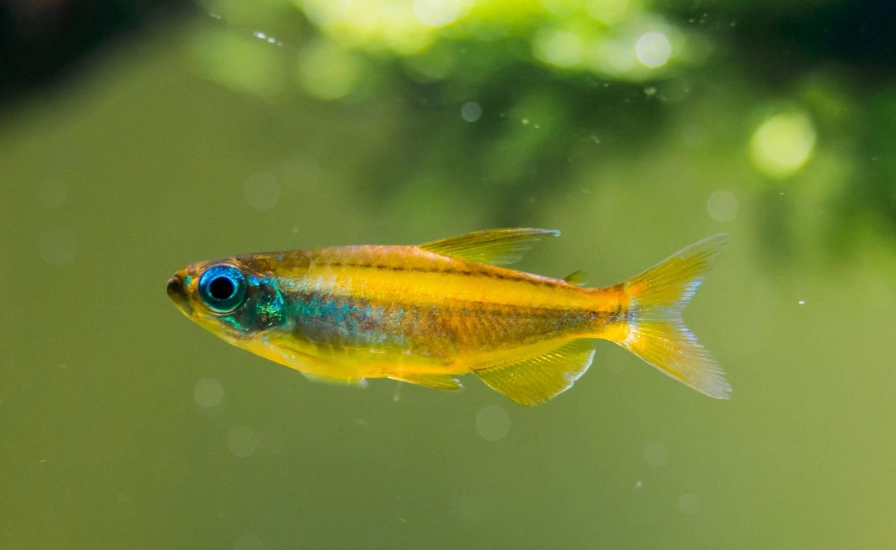 日光燈魚飼養 日光燈魚飼養