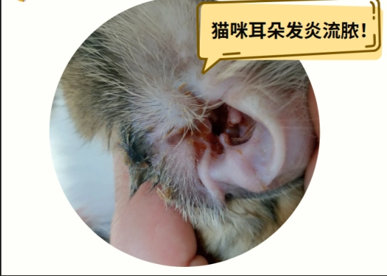 貓耳炎
