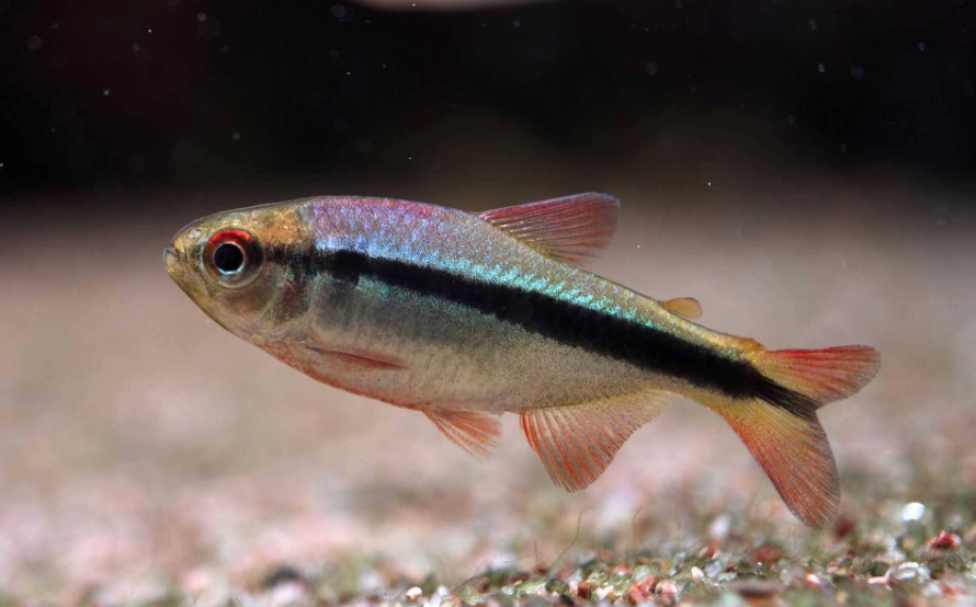 燈科魚疾病 燈科魚疾病