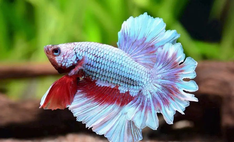 泰國鬥魚 泰國鬥魚