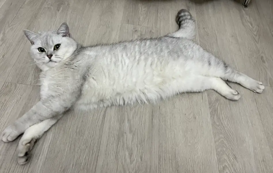 銀漸層飼養 銀漸層飼養