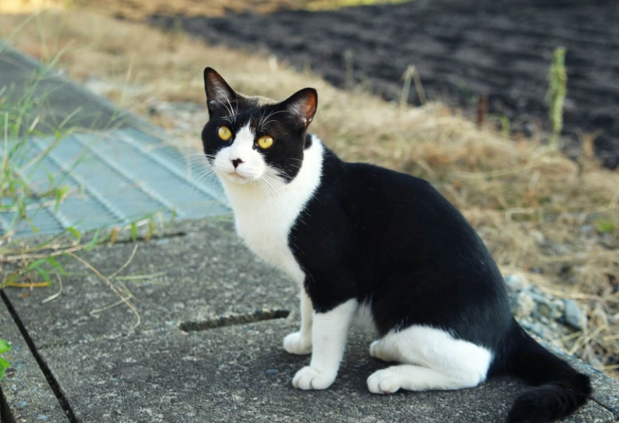 賓士貓飼養 賓士貓飼養