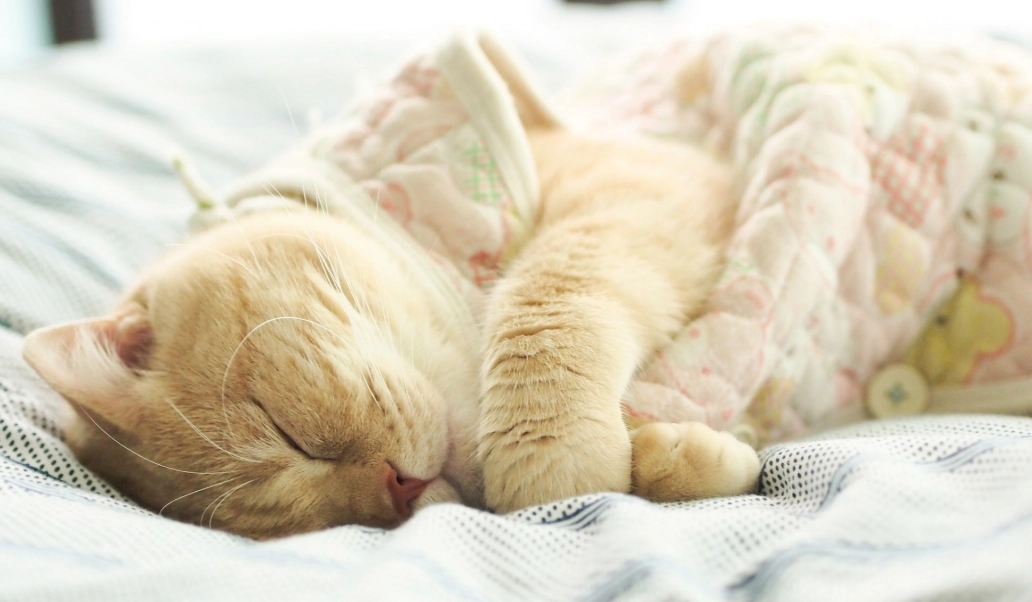 貓咪睡眠被打擾