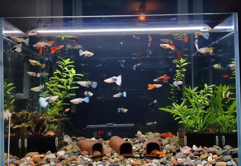 耐低氧魚種 耐低氧魚種