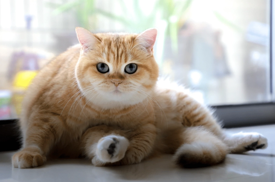 橘貓飼養 橘貓飼養