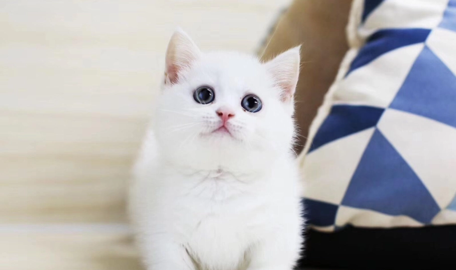 曼基貓飼養 曼基貓飼養