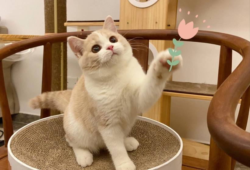乳白英短飼養