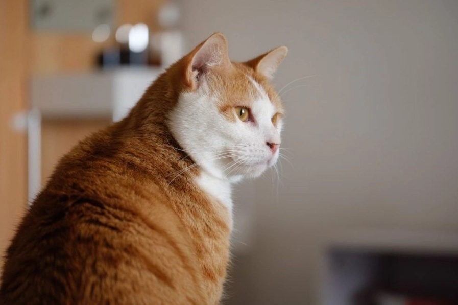 橘貓飼養 橘貓飼養