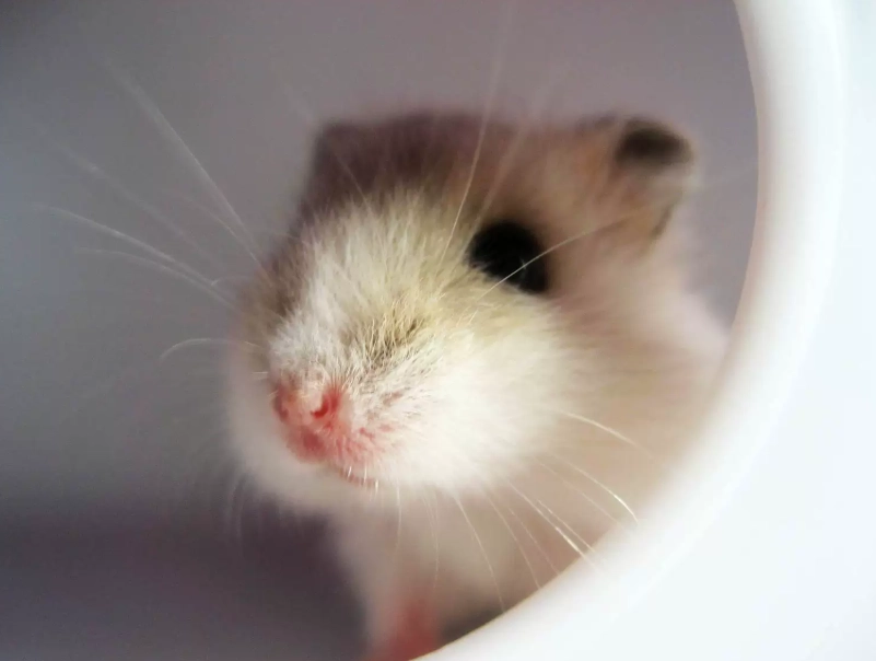 銀狐倉鼠飼養