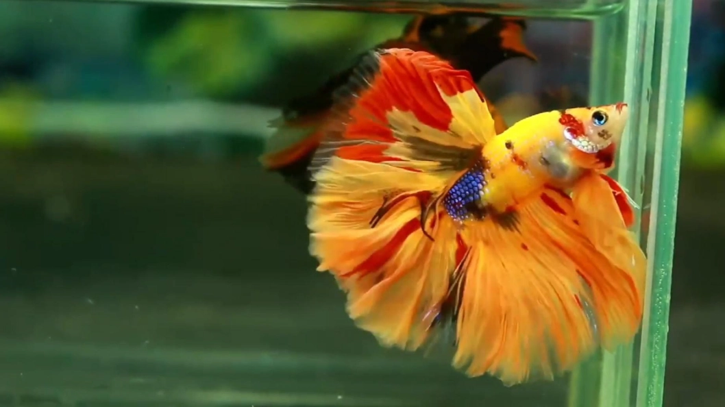 泰國鬥魚 泰國鬥魚