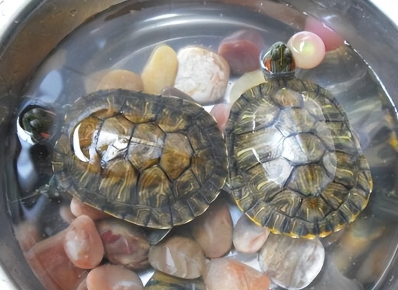 陸龜飼養