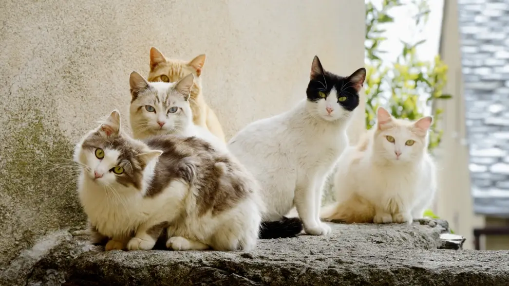 猫奴入门 猫奴入门