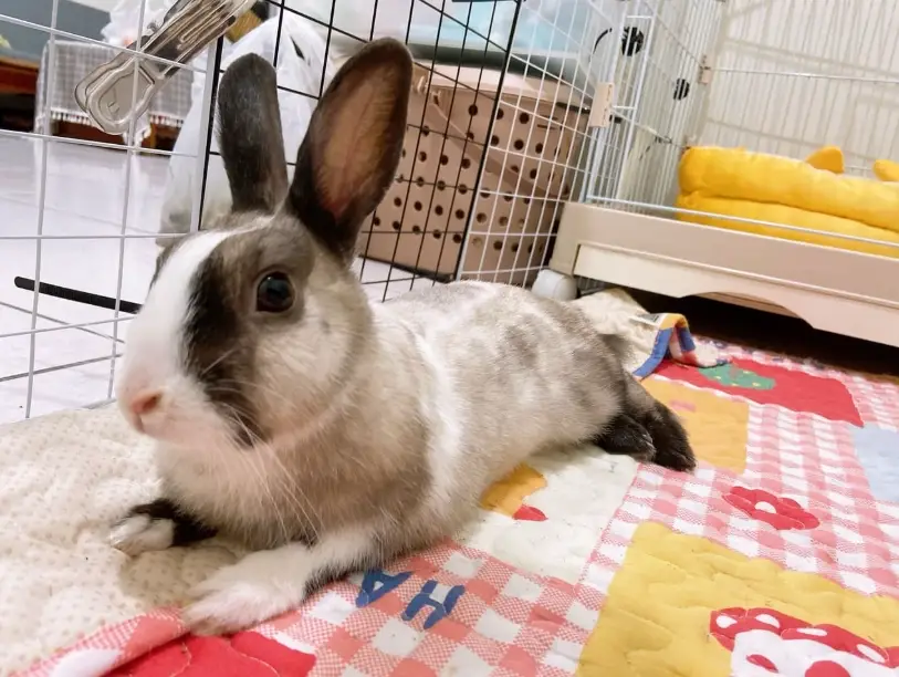 兔兔飼養 兔兔飼養