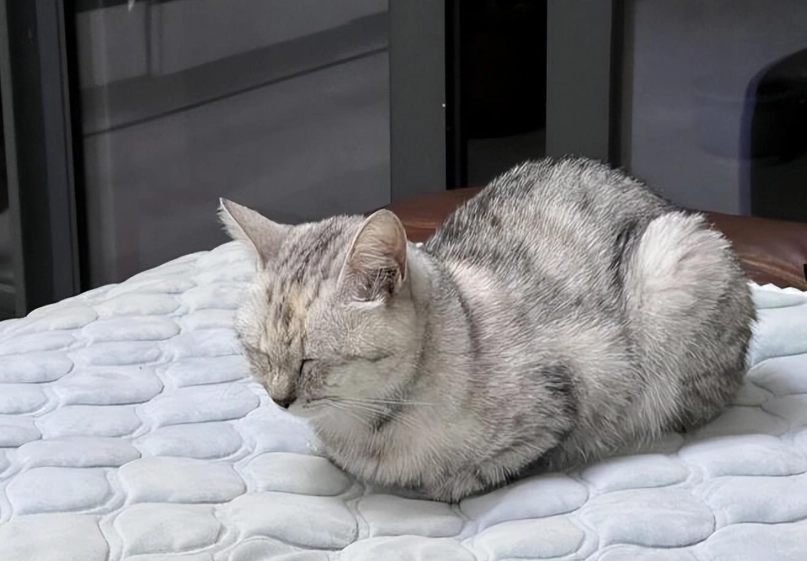 貓咪睡眠被打擾