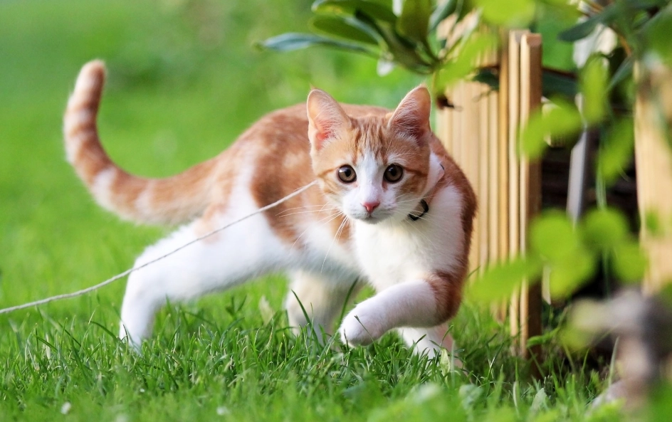 新手养猫 新手养猫