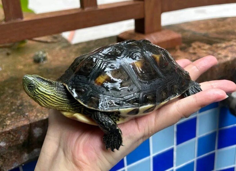 陸龜飼養