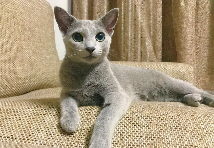俄羅斯藍貓飼養
