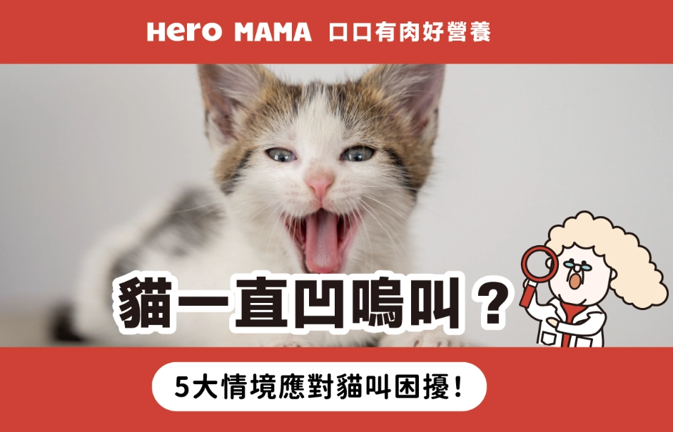 貓咪一直叫原因 貓咪一直叫原因