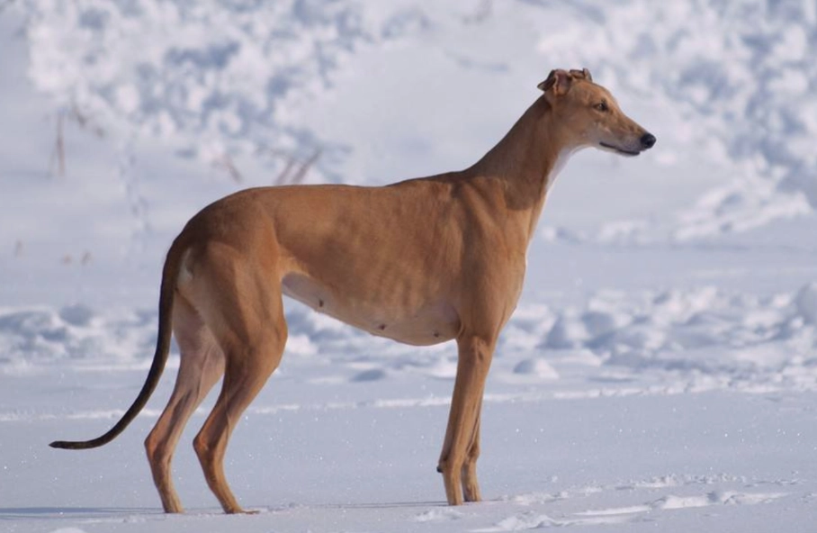 靈堤犬