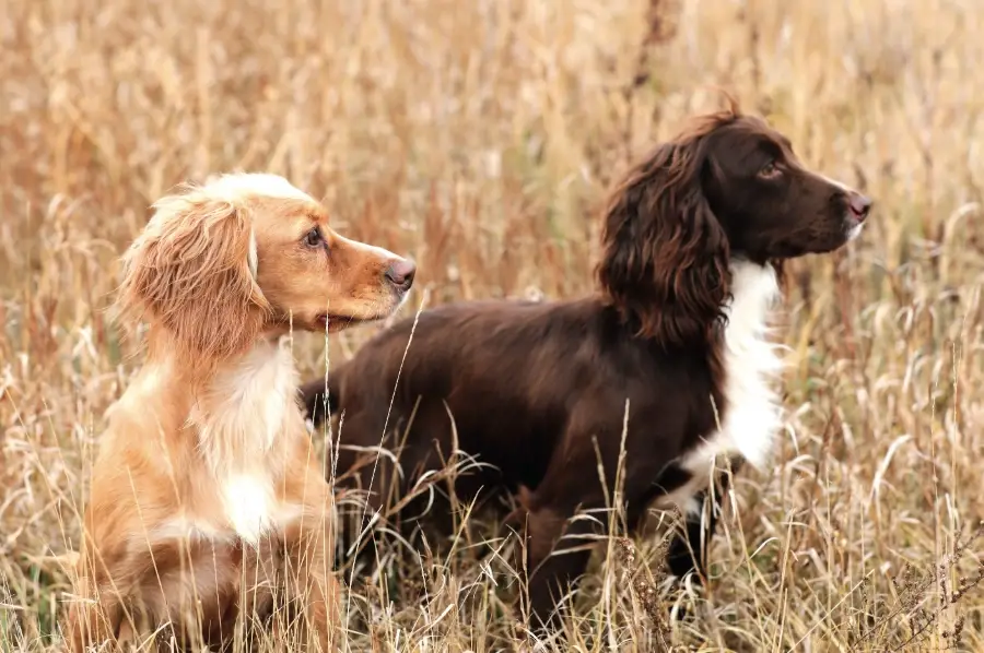 英國可卡犬飼養 英國可卡犬飼養