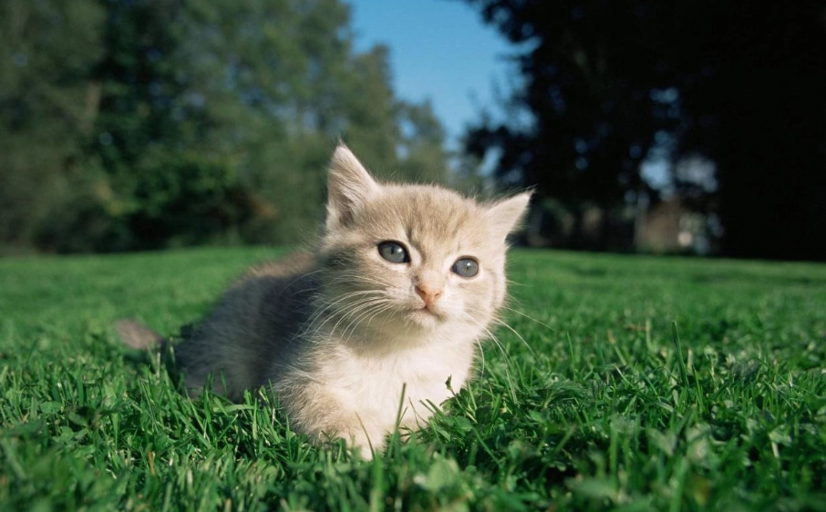 养猫入门 养猫入门
