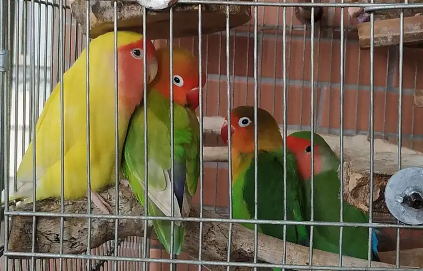 牡丹鸚鵡 牡丹鸚鵡