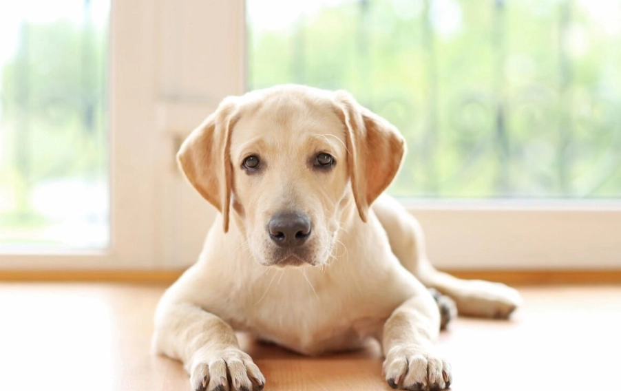 狗狗品種 狗狗品種