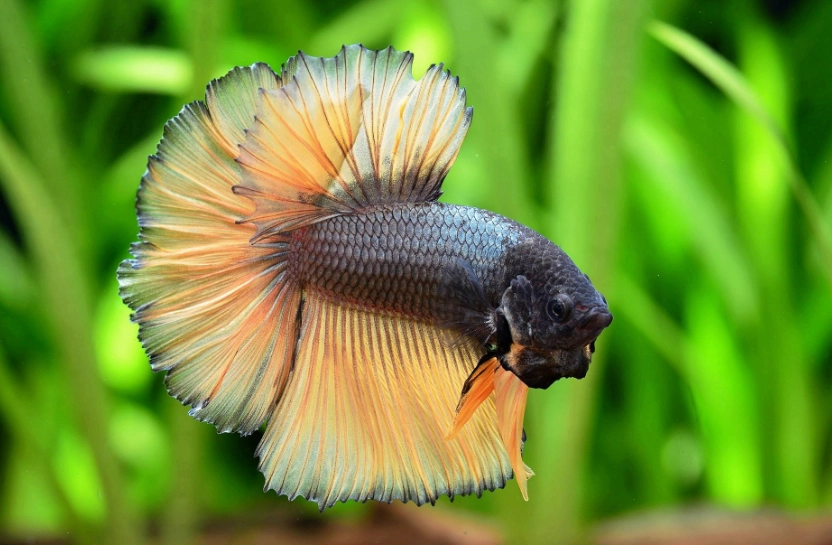 鬥魚水質管理 鬥魚水質管理