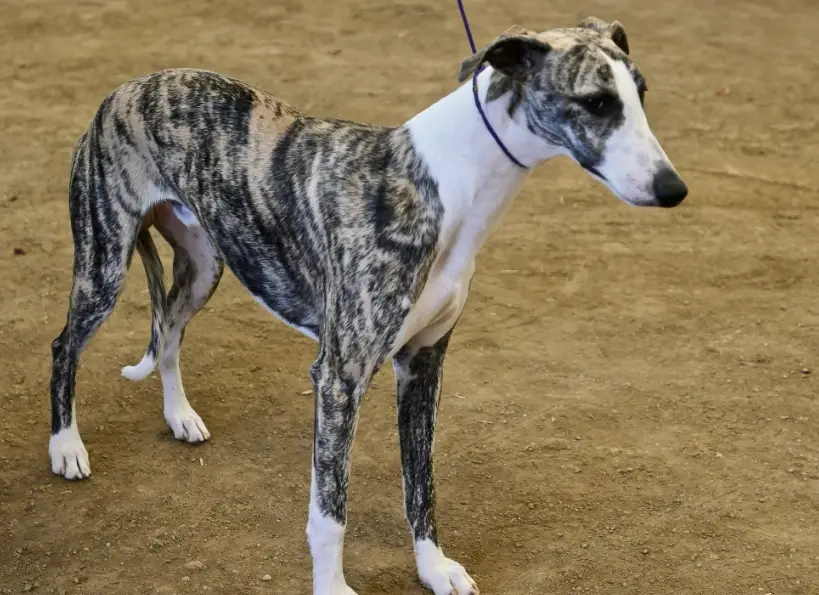 靈堤犬