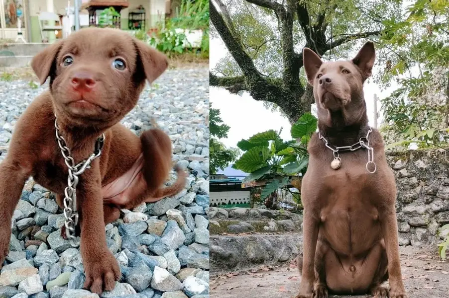 米克斯犬飼養