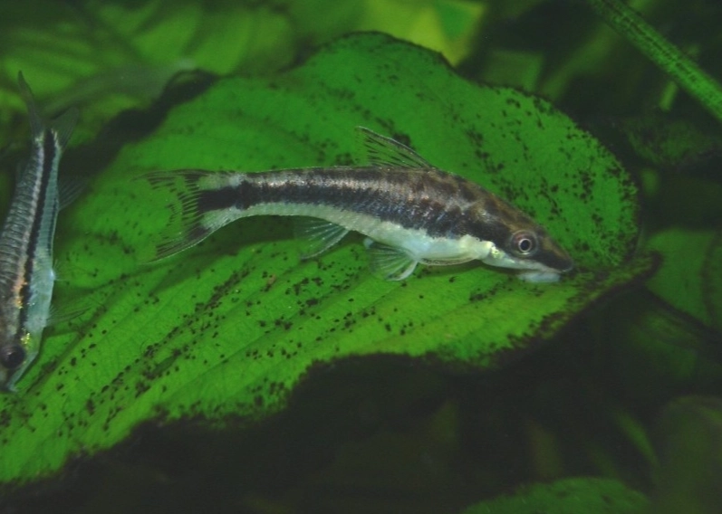 小精靈魚吃什麼