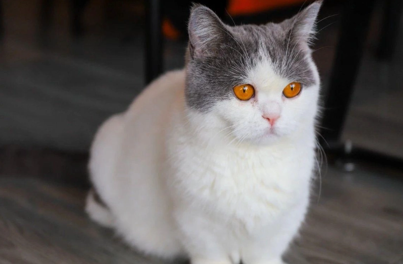 曼基康貓飼養 曼基康貓飼養