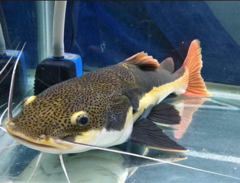 招財魚飼養