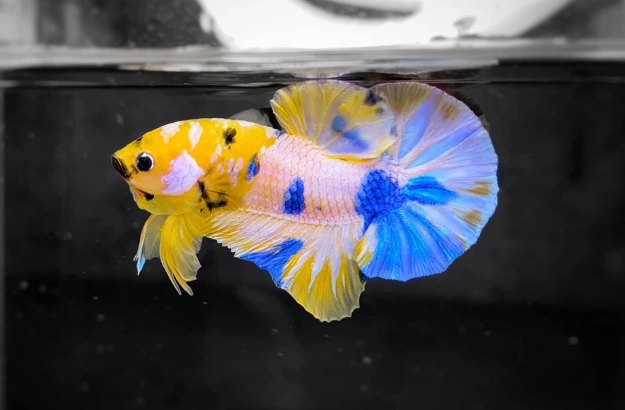 泰國鬥魚 泰國鬥魚