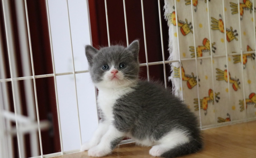 英國短毛貓飼養 英國短毛貓飼養