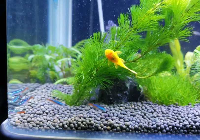 耐低氧魚種 耐低氧魚種