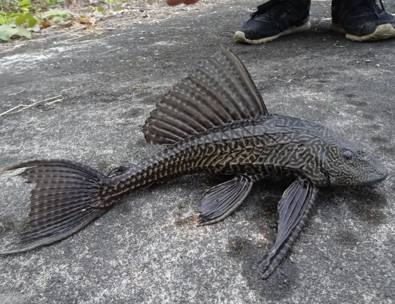 垃圾魚