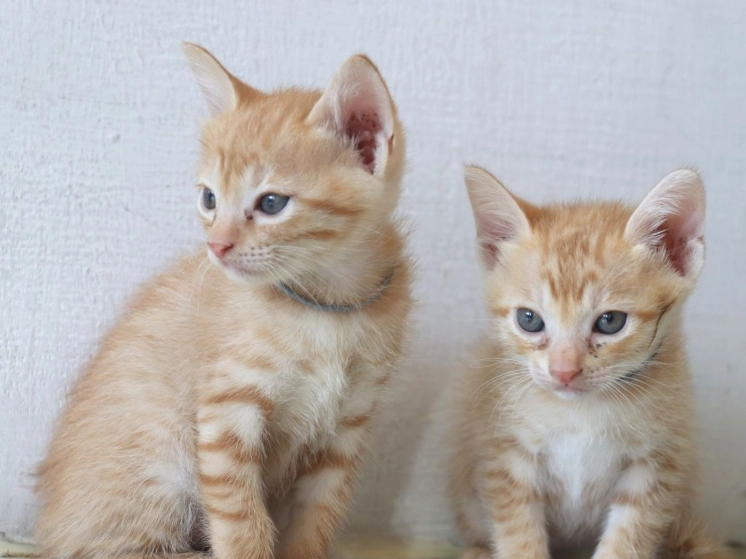 橘貓飼養 橘貓飼養