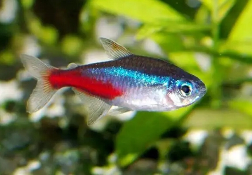 燈科魚種類 燈科魚種類