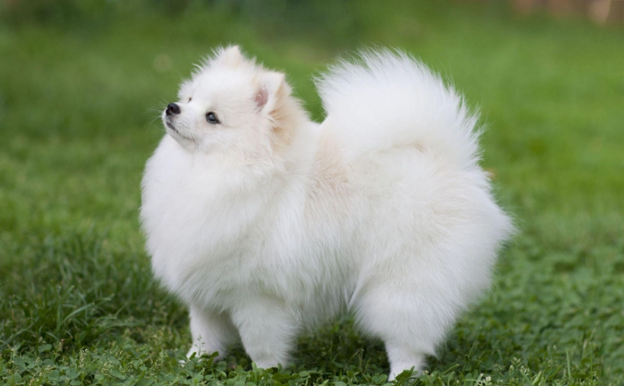 博美犬饲养 博美犬饲养