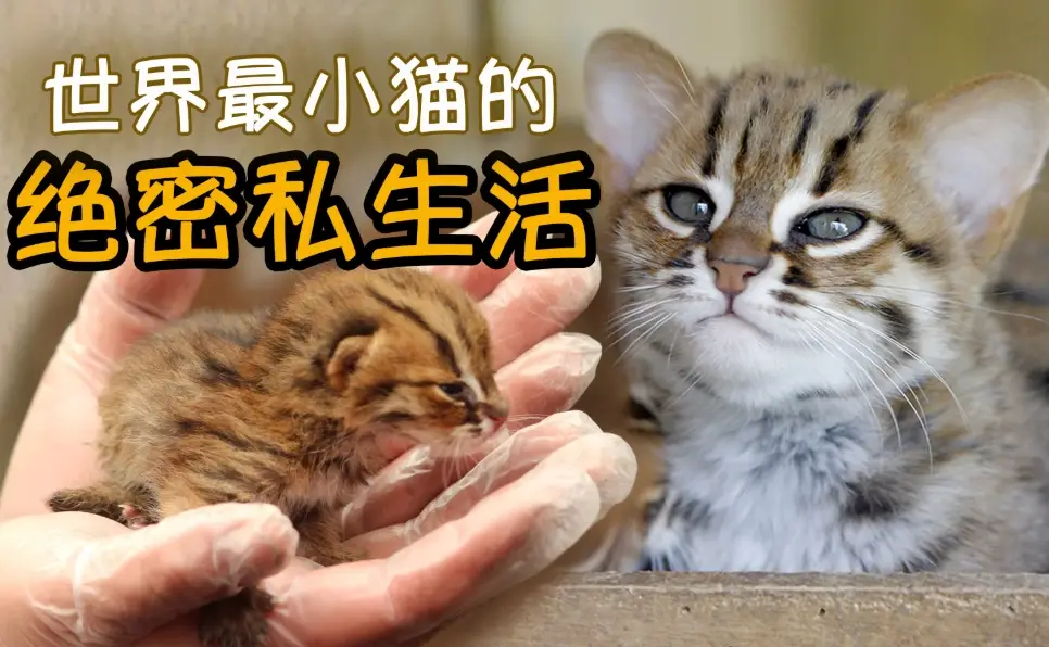 鏽斑貓 鏽斑貓