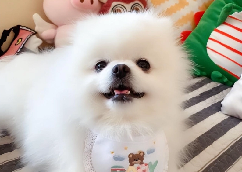 狐狸博美犬 狐狸博美犬