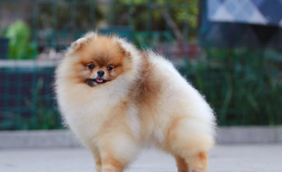 狐狸博美犬 狐狸博美犬